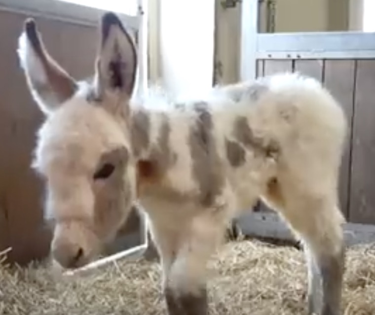 Donkey Ben