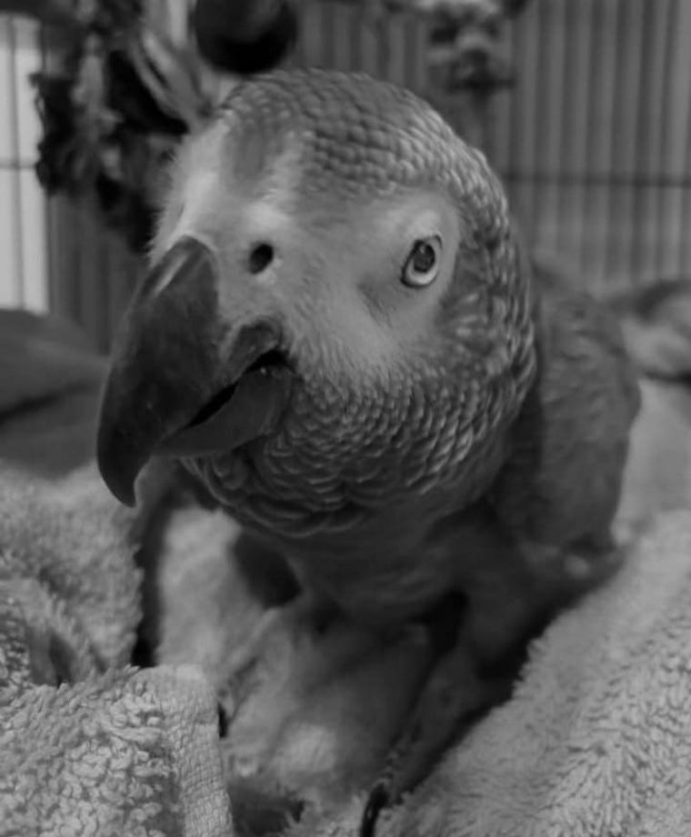 Parrot Pepper