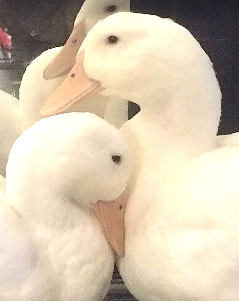 Duck friends