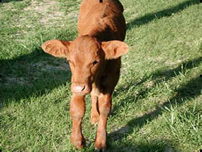 beloved cow Vegan Gentle Barn