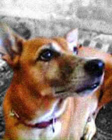unconditional love companion dog