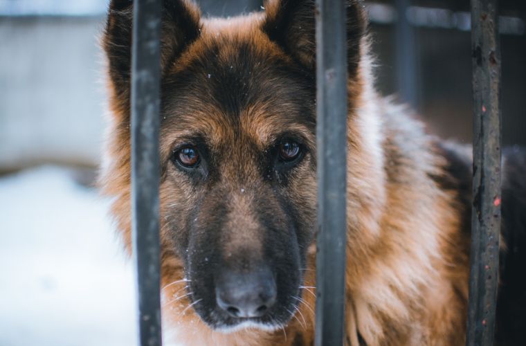 dog in cage