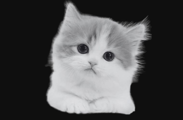 black and white picture of a kitten against a black background