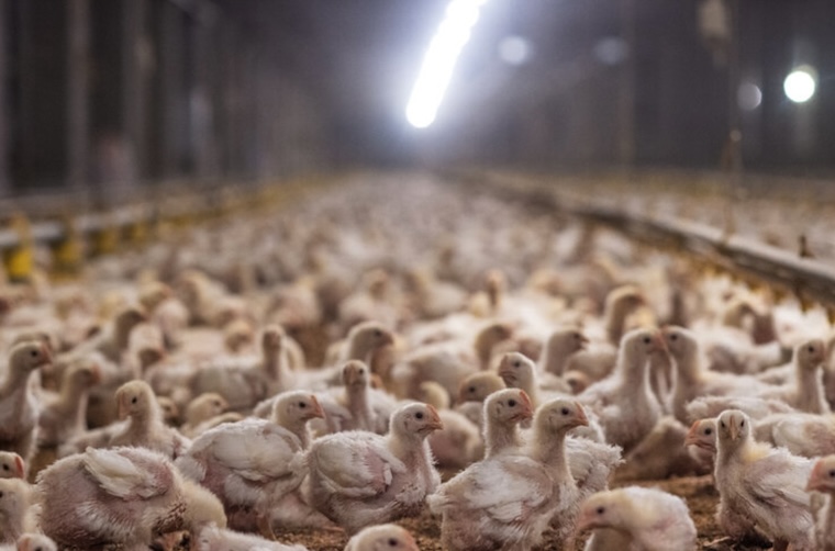 farmed Chickens