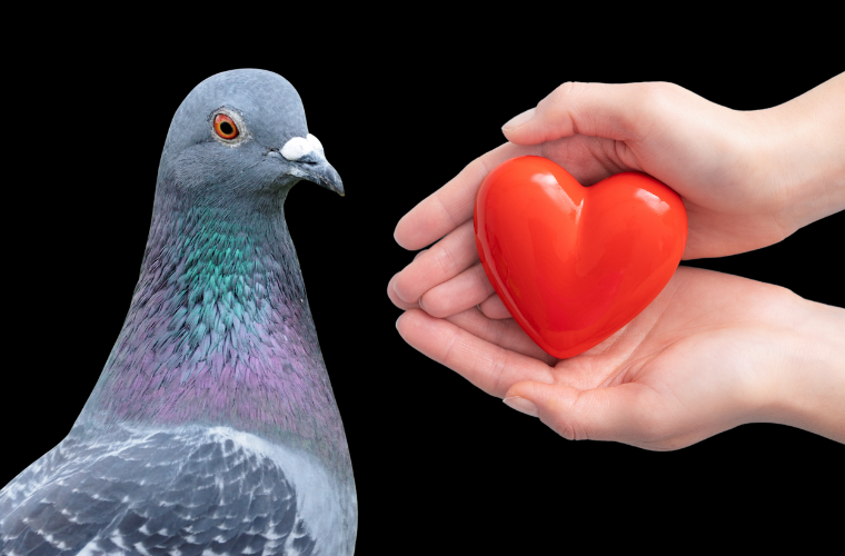 pigeon and hands holding plastic heart