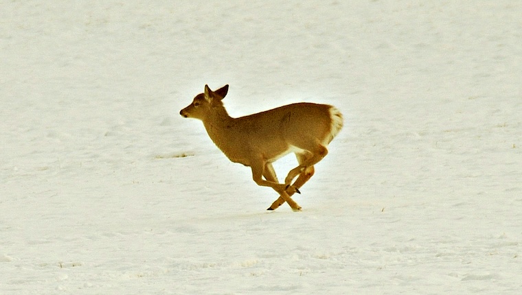 running Deer