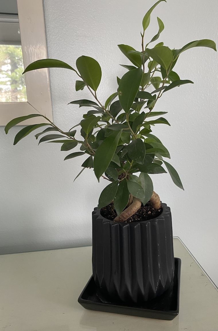 ficus bonsai