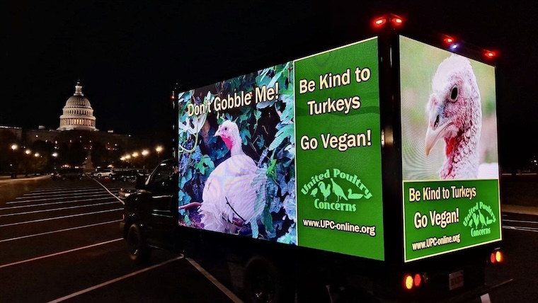 holiday turkey kindness ads