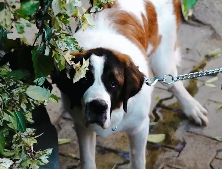 chained St. Bernard