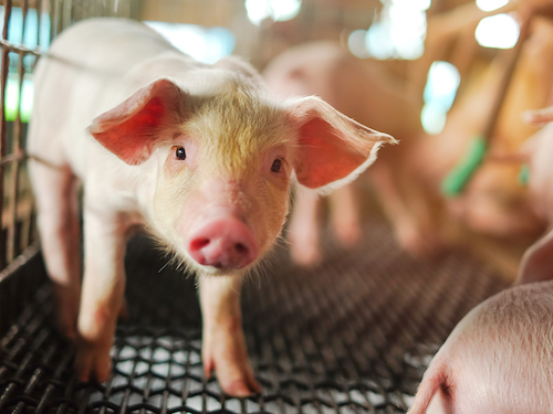 caged Piglet
