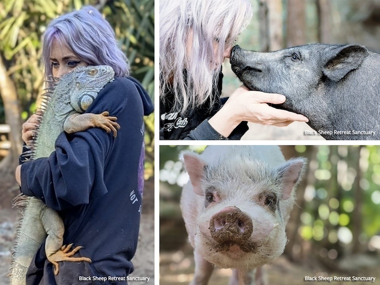 Mandy Vara the human, iguana, and pigs