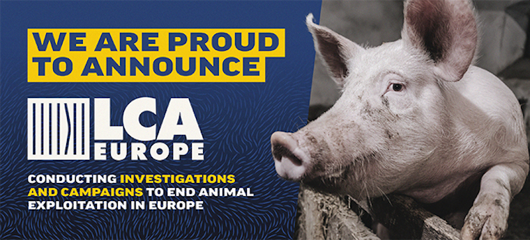 Last Chance for Animals