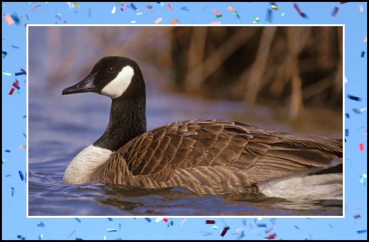 Canada goose and confetti