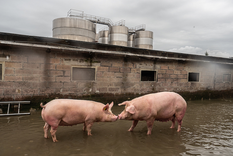 Pig friends