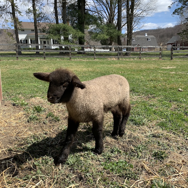 lamb