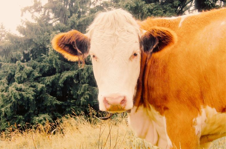 photo of cow with antique filter