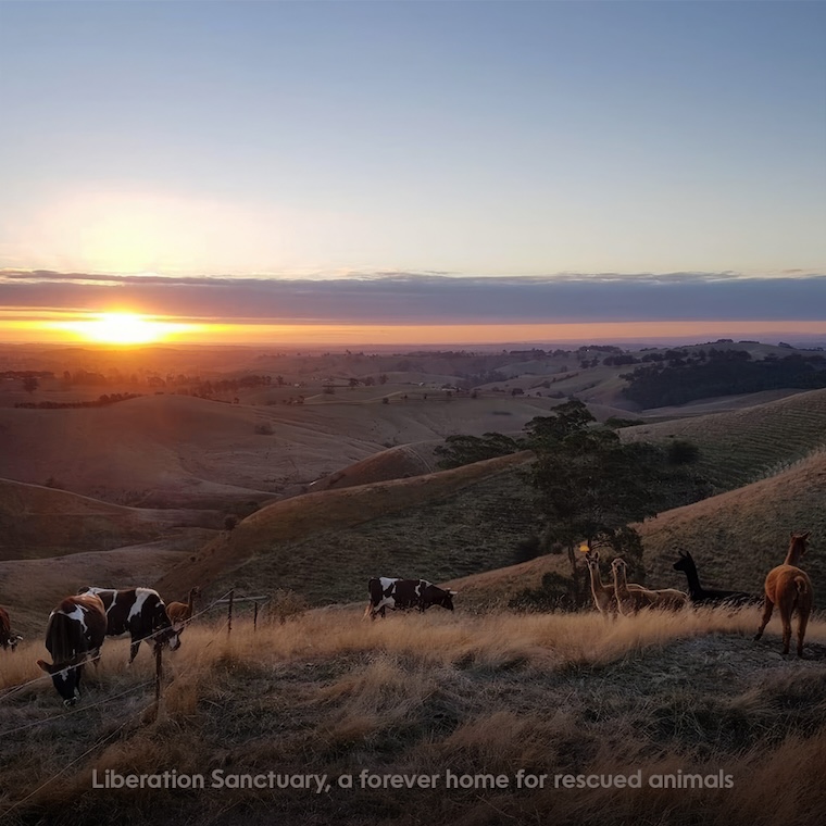 Liberation Sanctuary