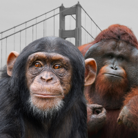 image of chimpanzee, orangutan, and Golden Gate Bridge