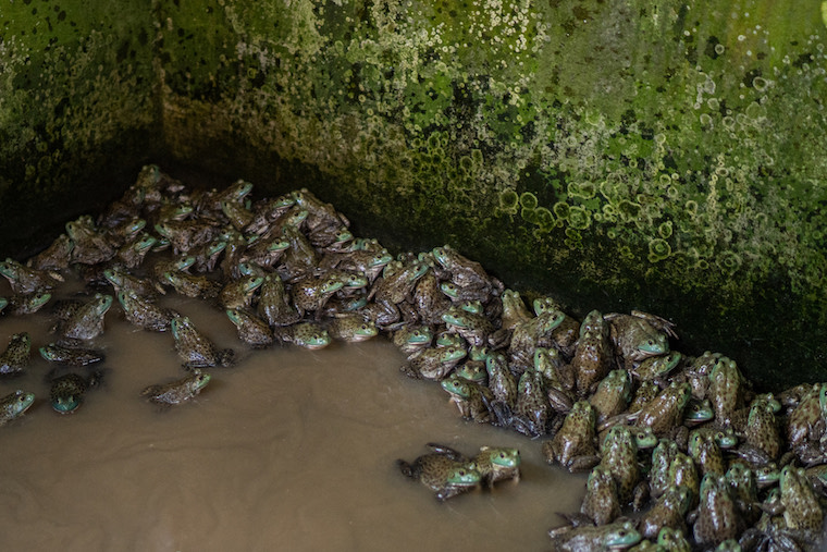 Frog farm