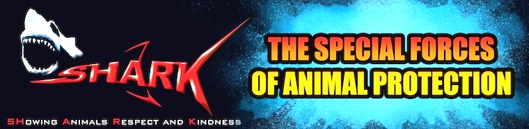 SHARK Showing Animals Respect and Kindness