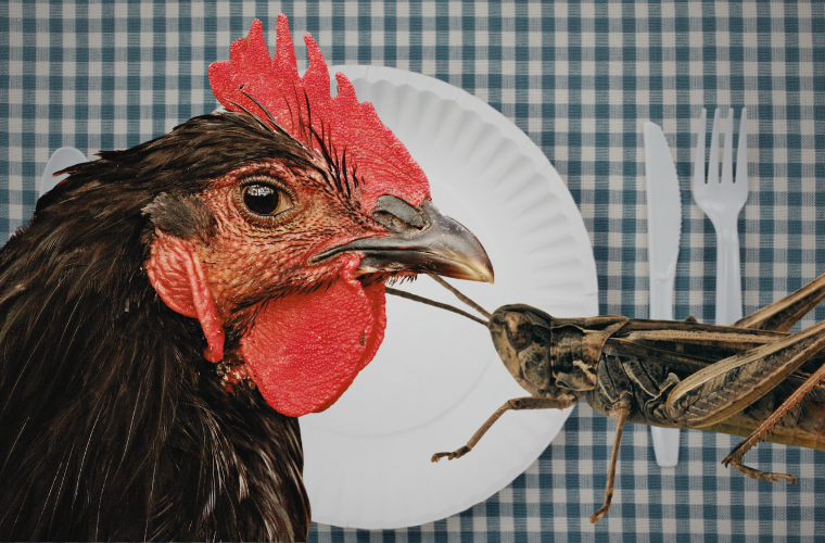 image of chicken, cricket, and place setting