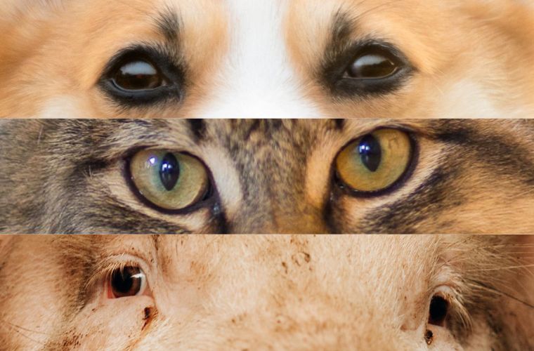 Captain Paul Watson Foundation new logo