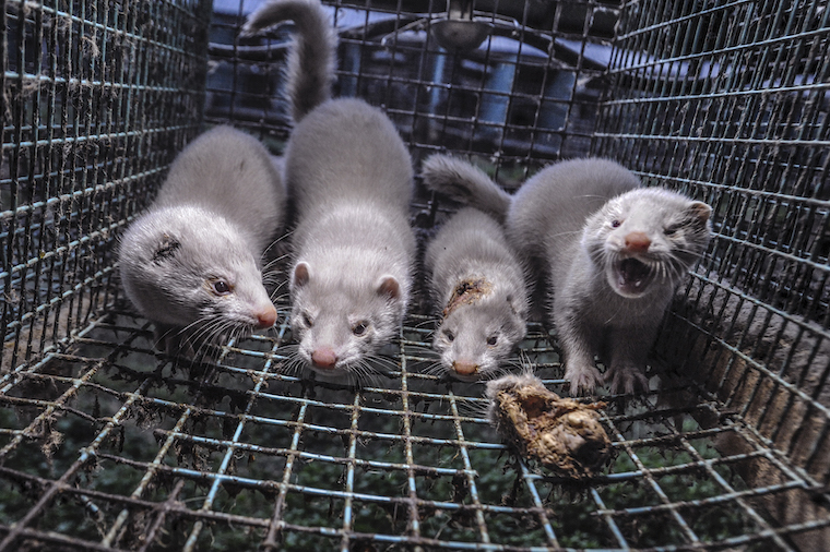 caged Mink