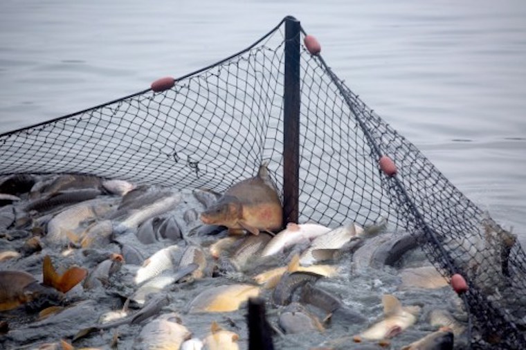 farmed Carp