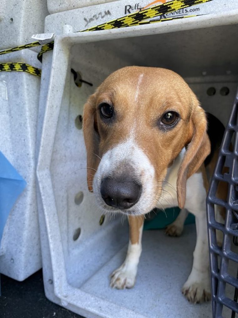 rescued Beagle