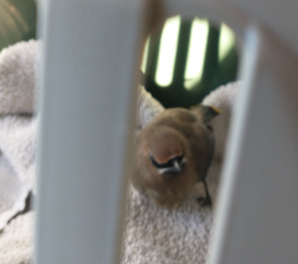 rescued Bird