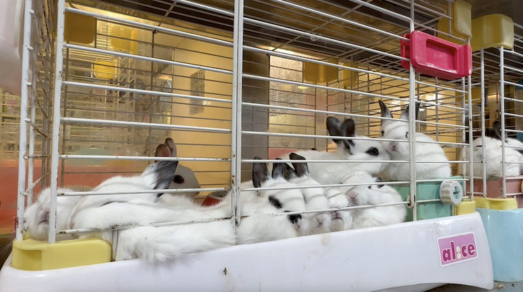 caged Rabbits