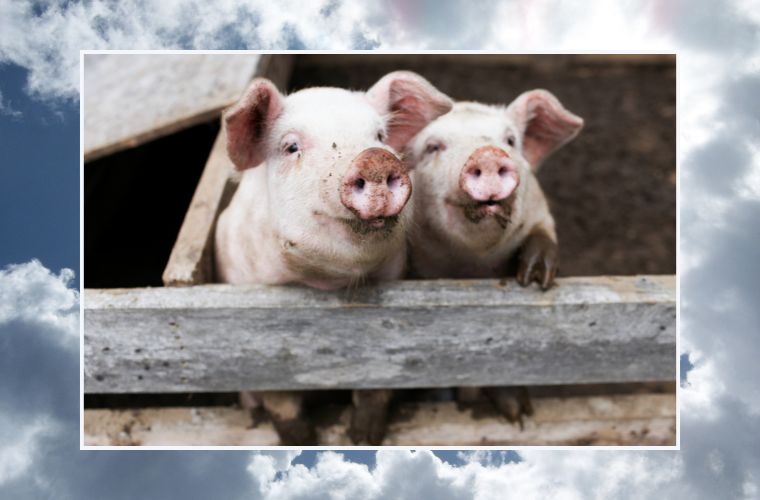 image of pigs and clouds