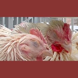 dying Kaporos Chickens