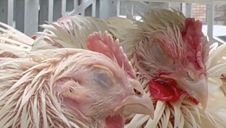 kaporos Chickens freezing