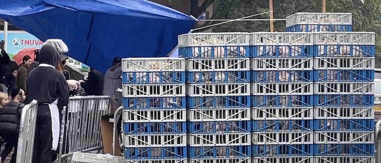 kaporos crated chickens