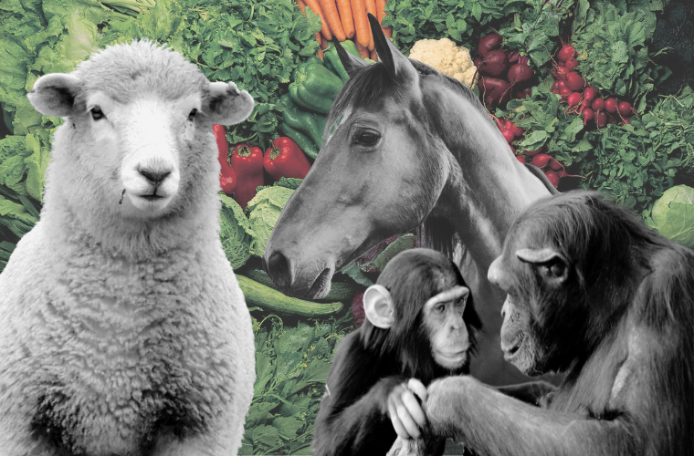 vegetables, sheep, horse, and chimpanzees