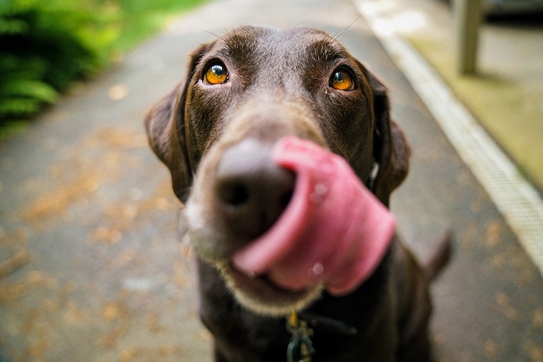 Dog tongue