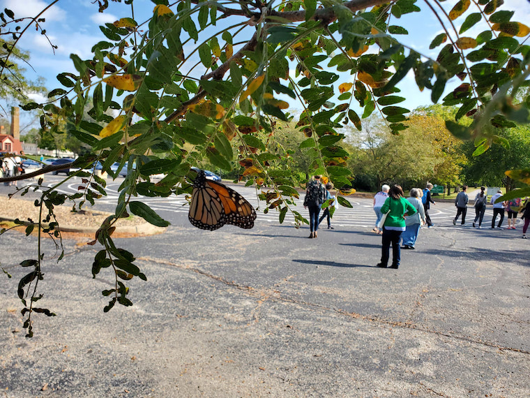 butterfly