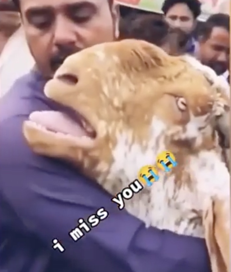 Sheep crying