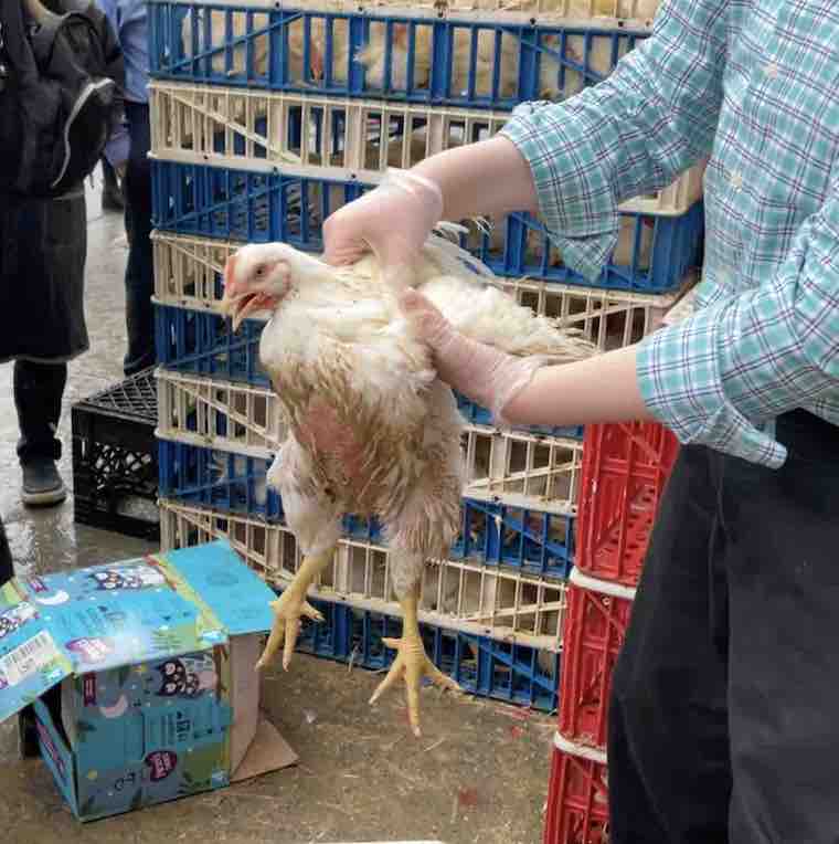 kaporos chicken