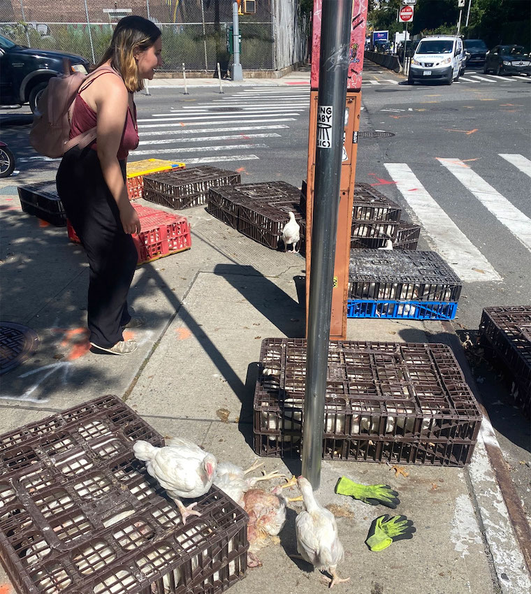 chicken truck accident