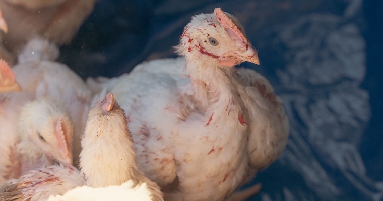 rescued kaporos Chicken