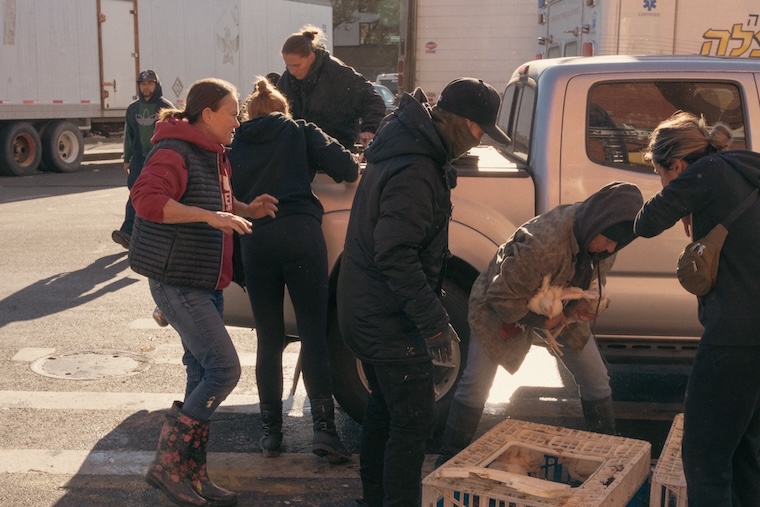 kaporos chicken rescuers