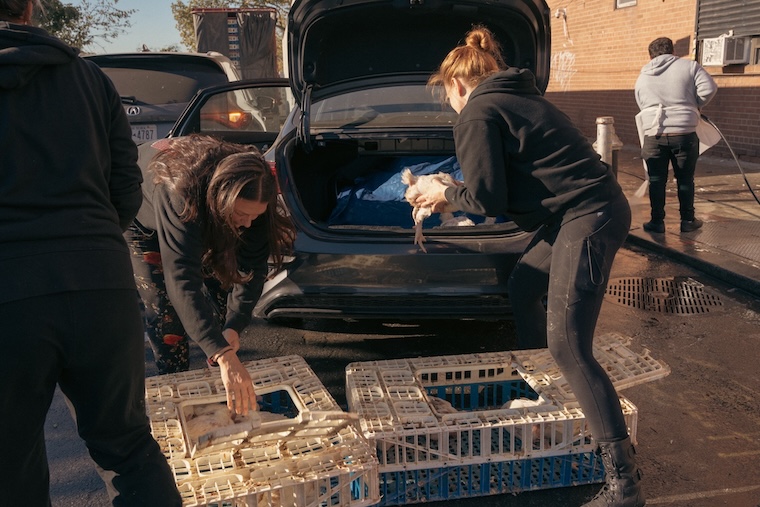 kaporos chicken rescuers