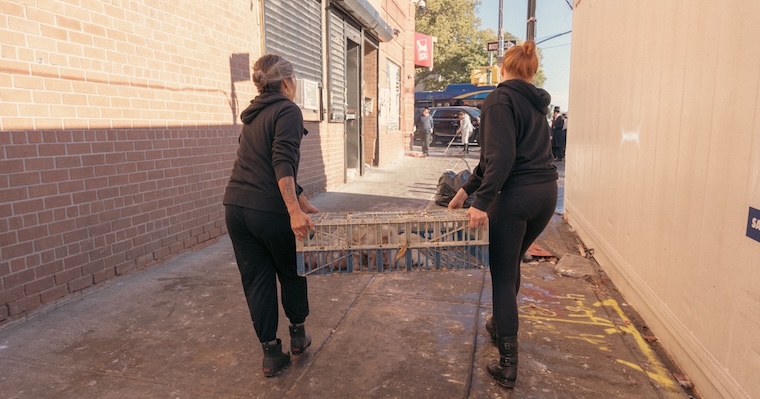 kaporos chicken rescuers