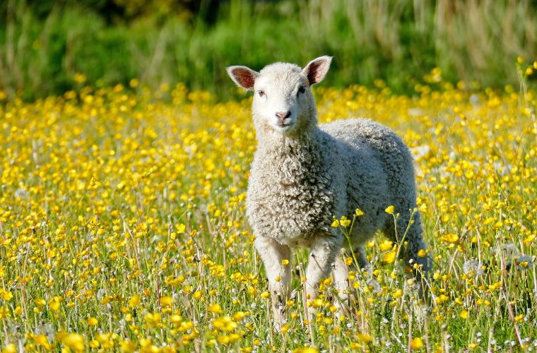 young sheep in flowers