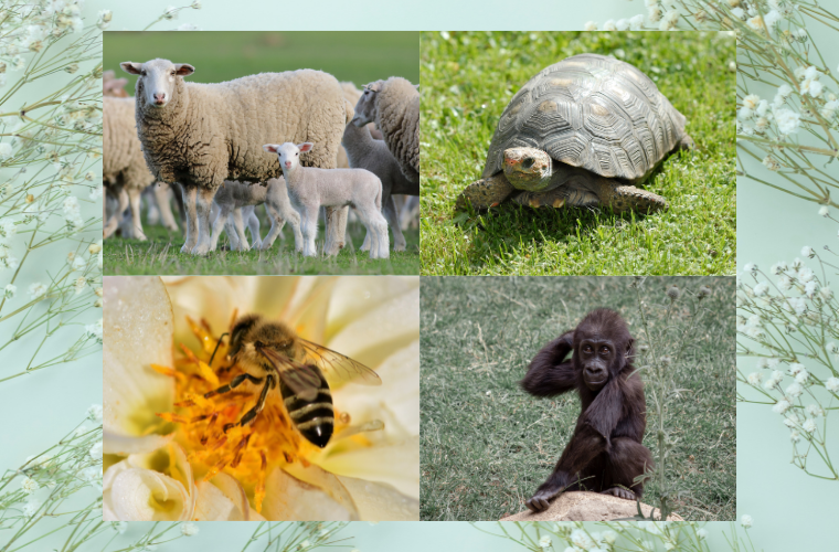 image of flowers, sheep, turtle, bee, and baby gorilla