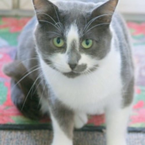 Cat Smokey