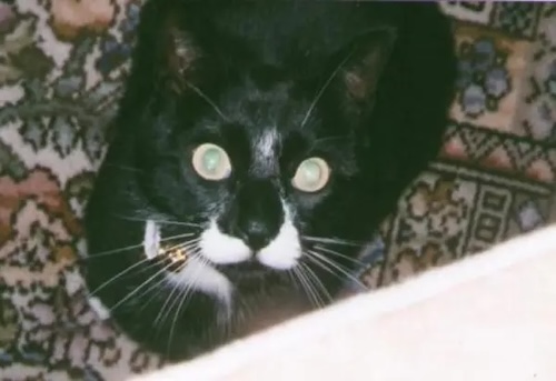Cat Smutth