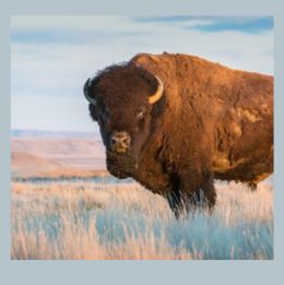Bison